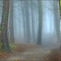 Buy canvas prints of "A CHINK OF LIGHT IN A MISTY WOOD" by ROS RIDLEY