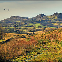 Buy canvas prints of "PATH TO THE EILDON HILLS" by ROS RIDLEY