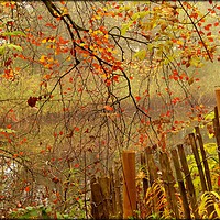 Buy canvas prints of "AUTUMN MISTS AT THE RIVER SIDE" by ROS RIDLEY