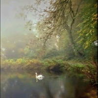 Buy canvas prints of "SWAN ON THE MISTY LAKE" by ROS RIDLEY