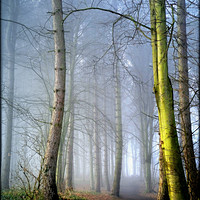 Buy canvas prints of "MISTY BLUE WOOD" by ROS RIDLEY