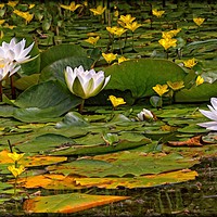 Buy canvas prints of "AT THE WATERLILY POND" by ROS RIDLEY