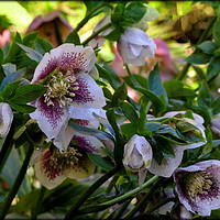 Buy canvas prints of "Sunshine after the rain" Hellebores by ROS RIDLEY