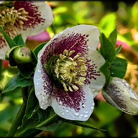 Buy canvas prints of "Hellebore after the rain" by ROS RIDLEY