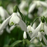 Buy canvas prints of "Snowdrop softness" by ROS RIDLEY