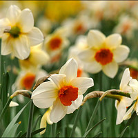 Buy canvas prints of "Narcissi and daffodils at Thorpe Perrow" by ROS RIDLEY