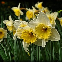 Buy canvas prints of "Cream Frill-Edge Daffodils" by ROS RIDLEY