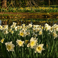 Buy canvas prints of "Daffodil Reflections" by ROS RIDLEY