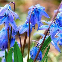 Buy canvas prints of "Scilla , Siberian Spring Beauty" by ROS RIDLEY