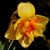 Buy canvas prints of "Daffodil in the Sunshine" by ROS RIDLEY