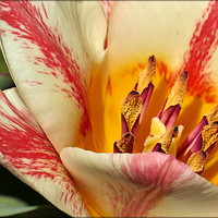 Buy canvas prints of "Tulip Macro" by ROS RIDLEY