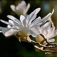 Buy canvas prints of "White Magnolia" by ROS RIDLEY