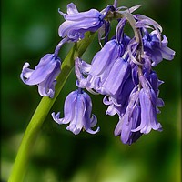 Buy canvas prints of "1st Bluebell 2017!" by ROS RIDLEY
