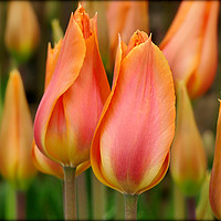 Buy canvas prints of "Orange and yellow tulips" by ROS RIDLEY