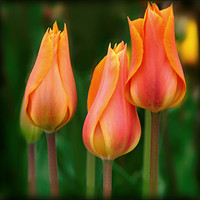Buy canvas prints of "Tulip Trio" by ROS RIDLEY