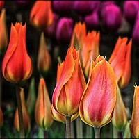 Buy canvas prints of "Tulips at twilight" by ROS RIDLEY