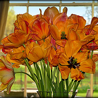 Buy canvas prints of "Tulips in the window" by ROS RIDLEY