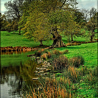 Buy canvas prints of "Tree by the stream" by ROS RIDLEY