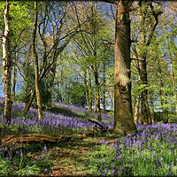 Buy canvas prints of "The Magic of the Bluebell Woods" by ROS RIDLEY