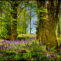 Buy canvas prints of "Deep in the Bluebell Wood" by ROS RIDLEY