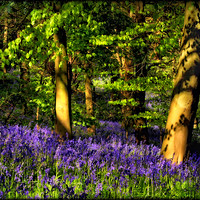 Buy canvas prints of "Evening reflections in the bluebell wood" by ROS RIDLEY