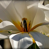 Buy canvas prints of "Macro White Tulip" by ROS RIDLEY