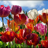 Buy canvas prints of "Tulips in the Sky" by ROS RIDLEY