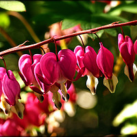 Buy canvas prints of "Cerise pink in the sunshine" Dicentra Spectabilis by ROS RIDLEY