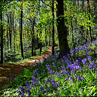 Buy canvas prints of "Taking a walk in the bluebell woods" by ROS RIDLEY