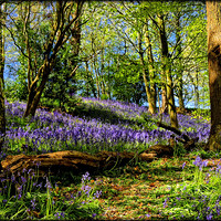 Buy canvas prints of "Durham Bluebell wood" by ROS RIDLEY