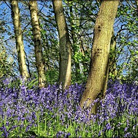 Buy canvas prints of "Bluebells amonst the trees" by ROS RIDLEY
