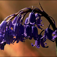 Buy canvas prints of " Arch of Bluebells" by ROS RIDLEY