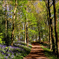 Buy canvas prints of "Sunshine and Shadows in the bluebell wood" by ROS RIDLEY
