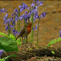 Buy canvas prints of "Robbie in the bluebells" by ROS RIDLEY