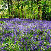 Buy canvas prints of "Bluebell Bank" by ROS RIDLEY