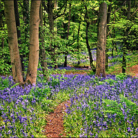 Buy canvas prints of "Pathway through the bluebells" by ROS RIDLEY