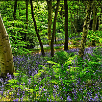 Buy canvas prints of "Evening sunlight through the bluebell woods" by ROS RIDLEY