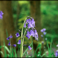 Buy canvas prints of "Evening light in the Bluebell wood" by ROS RIDLEY