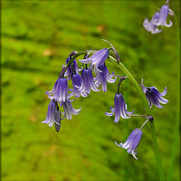 Buy canvas prints of "Bluebell " by ROS RIDLEY