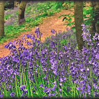 Buy canvas prints of "Bluebell Woods" by ROS RIDLEY