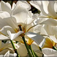 Buy canvas prints of "White Tulips in the wind" by ROS RIDLEY