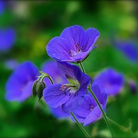 Buy canvas prints of "The Beautiful Blue Cranesbill" by ROS RIDLEY