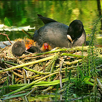 Buy canvas prints of "Mum takes a rest , while her baby Coots see the W by ROS RIDLEY