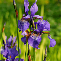 Buy canvas prints of " Wild Blue Iris at the lakeside" by ROS RIDLEY
