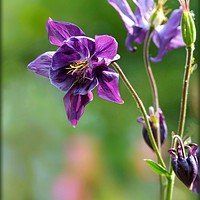 Buy canvas prints of "Purple Aquilegia" by ROS RIDLEY