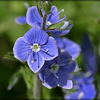 Buy canvas prints of "Tiny but Beautiful Speedwell" by ROS RIDLEY