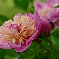 Buy canvas prints of "Perfect Peony" by ROS RIDLEY