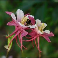 Buy canvas prints of "Bee on Aquilegias" by ROS RIDLEY