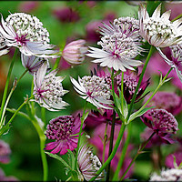 Buy canvas prints of "Astrantia in the wind" by ROS RIDLEY