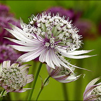 Buy canvas prints of "White Astrantia" by ROS RIDLEY